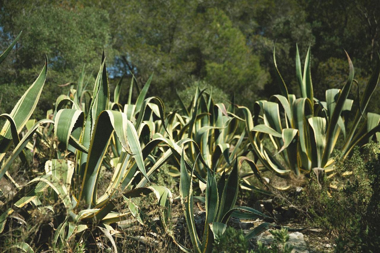 Masia Bartomeu Rural House Between Vineyards 2Km From The Beach El Vendrell Esterno foto