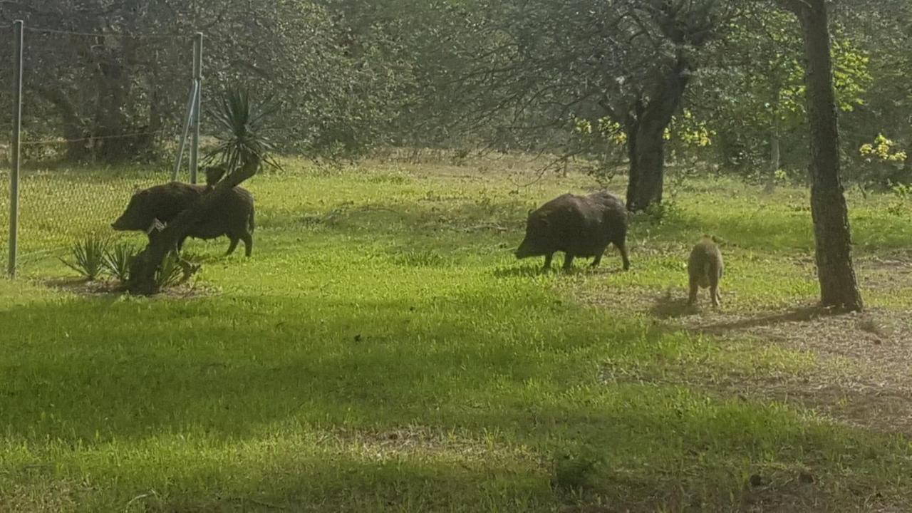 Masia Bartomeu Rural House Between Vineyards 2Km From The Beach El Vendrell Esterno foto